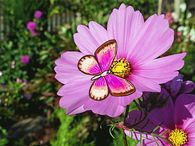 Pink Spring Butterfly