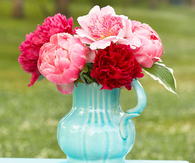Pink & Red Peonies Dahlias