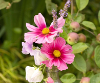 Pink Cosmos in Antique Bottle