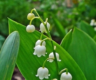 Lily of the valley
