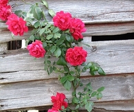 Winding rose bush