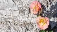 Roses on the tree