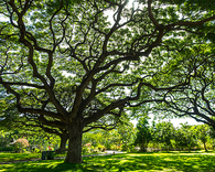 Spring tree