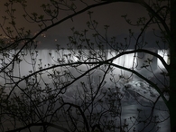 Niagara falls through trees