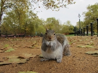 Squirrel close up