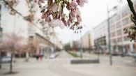 Urban flowers