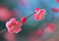 Pretty Pink Sakura Blossom