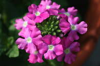 Tiny Pink Flowers
