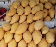 Mangoes 