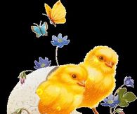 Spring Chicks