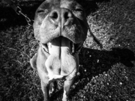 Pit bull smile