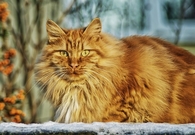 Fluffy cat