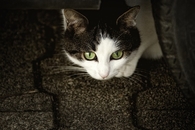 Black and white cat