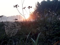 Spiderweb sunrise