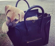 Fashion Puppy