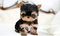 Baby Yorkie