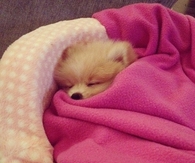 Sleeping Pom