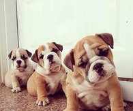 Three Sizes of Bulldog
