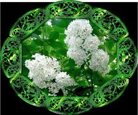 Animated White Lilacs