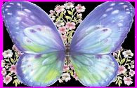 Pretty Butterfly