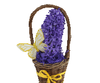 Spring Hyacinth Basket