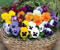 Colorful Basket of Pansies