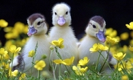Duckling Trio in Springtime