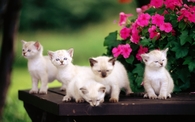 Curious Kitties