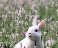 Cute Bunny in a Meadow
