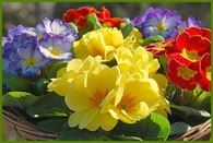 Pretty Spring Prim Roses