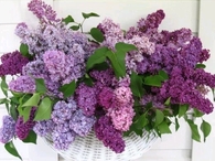Basket of Lilacs