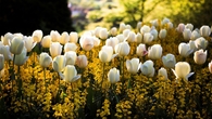 White Tulips & Yellow Flowers