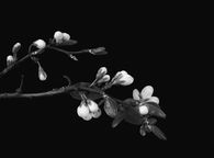 Blooming Flowers