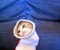 Sock Kitten