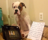 Drunk Dog