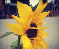 Beautiful Sun Flower