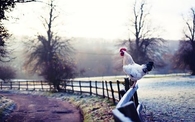 Authentic Morning Alarm Clock!!