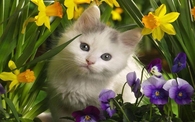 Cute Kitty and Spring Flowers
