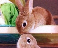 Bunnies Kissing