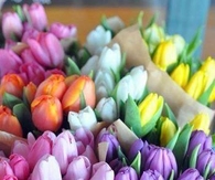 Pretty Tulips