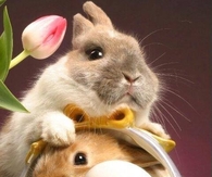 Easter Bunnies