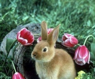 Rabbit in Spring