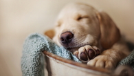 Sleepy Puppy 