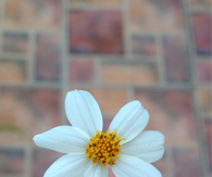 Daisy