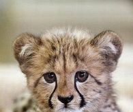 Cheetah cub