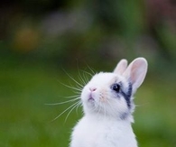 Adorable rabbit