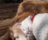 Doggy and kitty