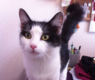 Cute cat