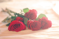 Romantic red roses