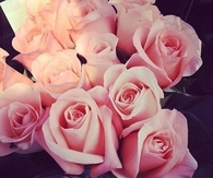 Pink roses set